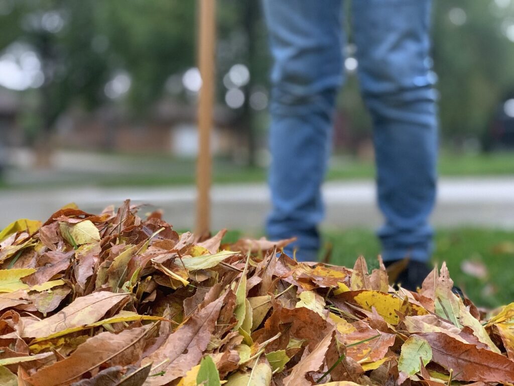 leaves, fall, autumn, raking, nature, leaf, season, raking, raking, raking, raking, raking